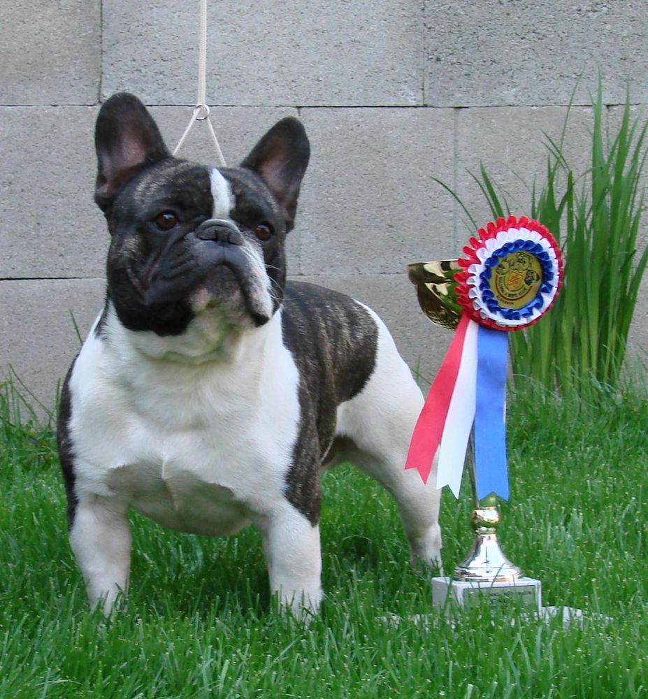 Champion french bulldog sales for sale